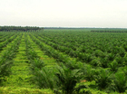 plantage