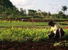 African farmers