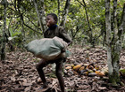 Cacao