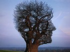 Regenwoud