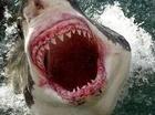 haai eet blikje